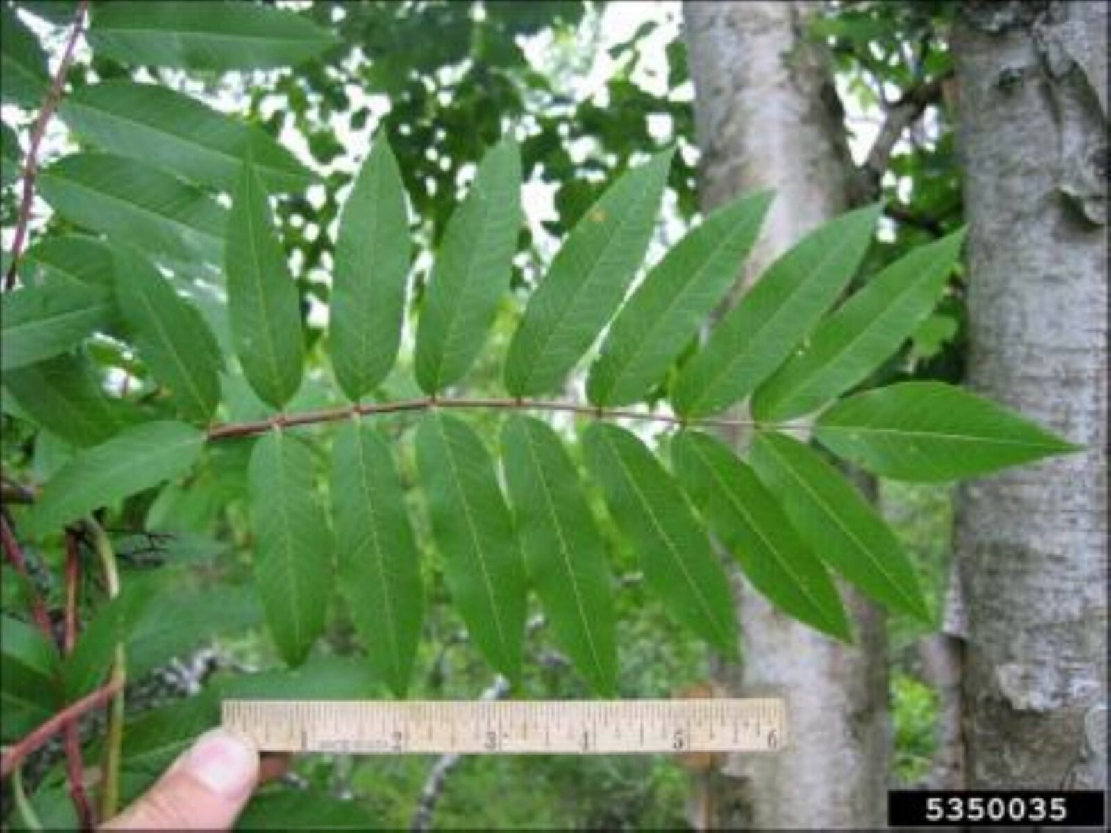 American Mountain Ash (Sorbus americana) 2-3 year old tree/seedling bare root