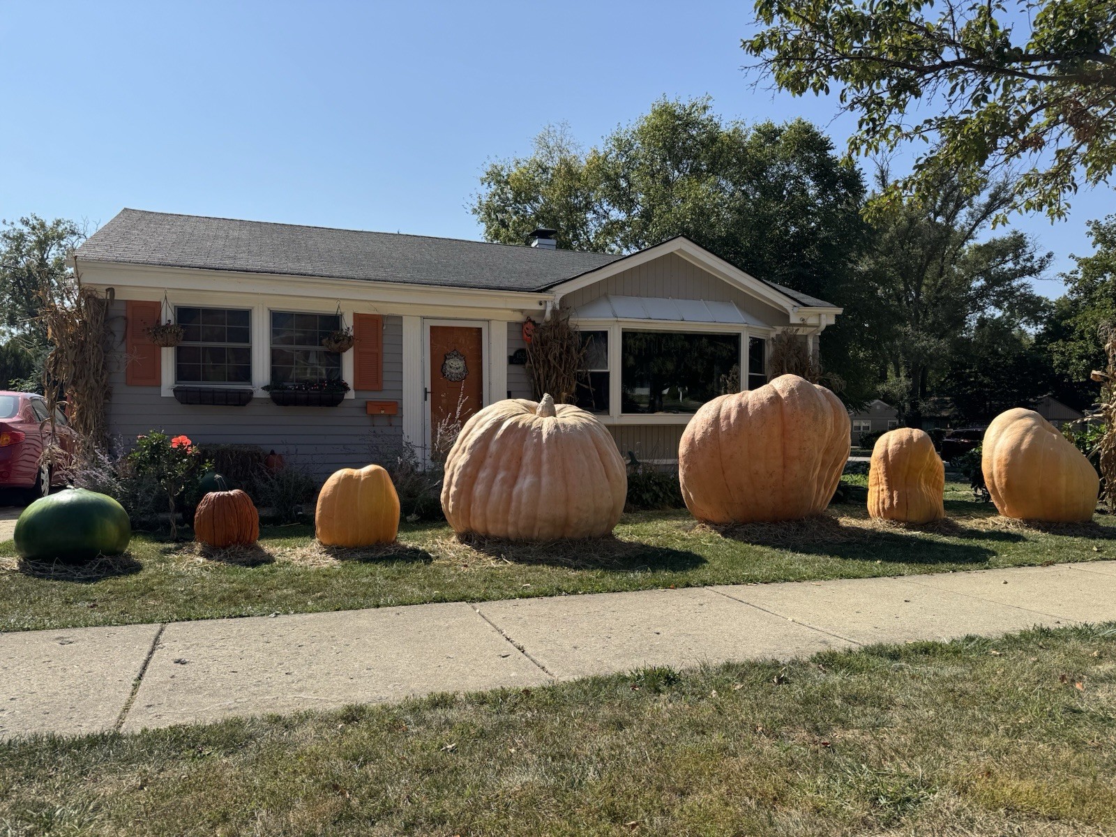 2 Atlantic Giant pumpkin Seeds from our own 2026 pound state champion winner!!!
