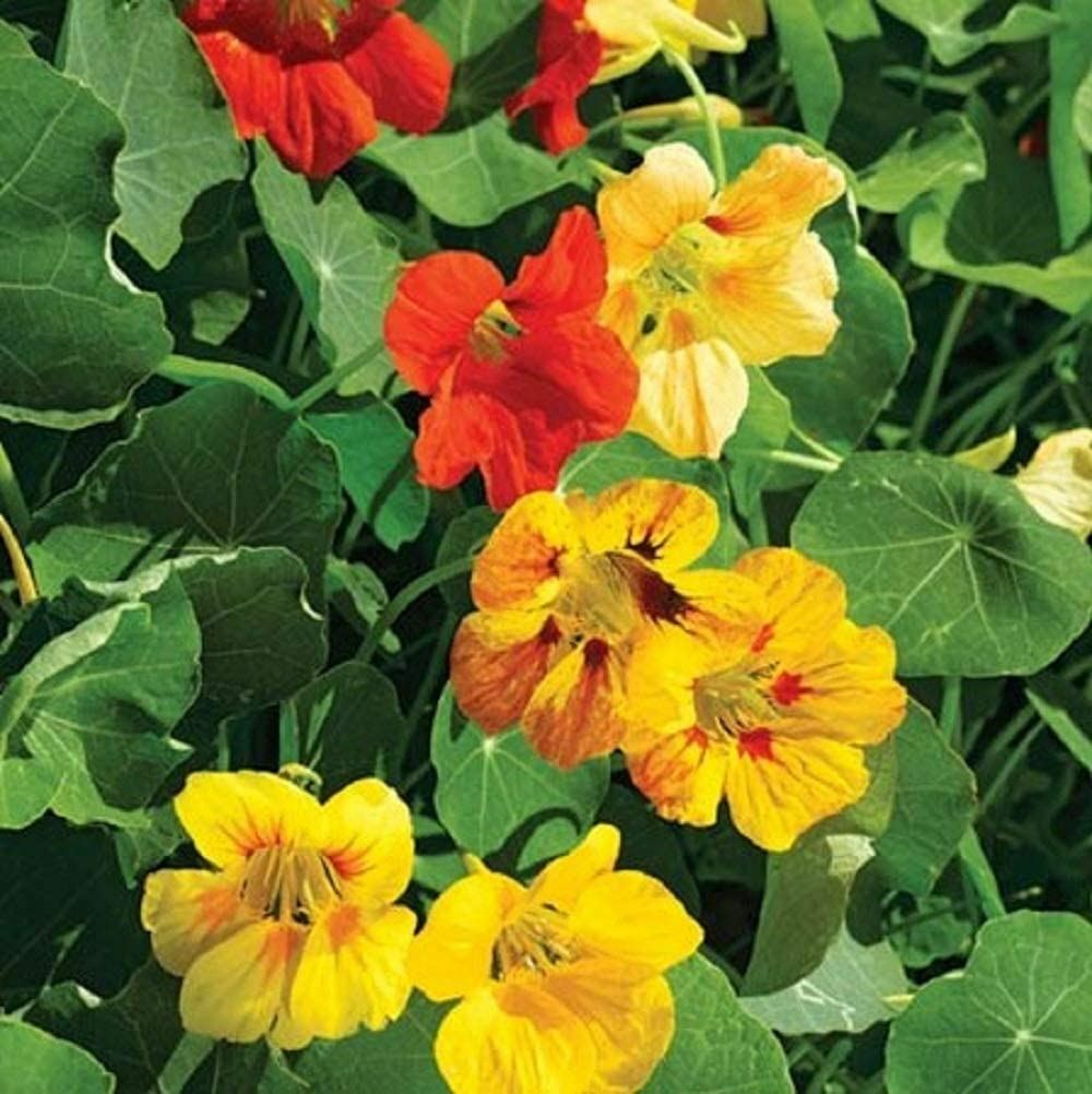 Nasturtium Dwarf Jewel Mix Flower Seeds, “COOL BEANS N SPROUTS” Brand