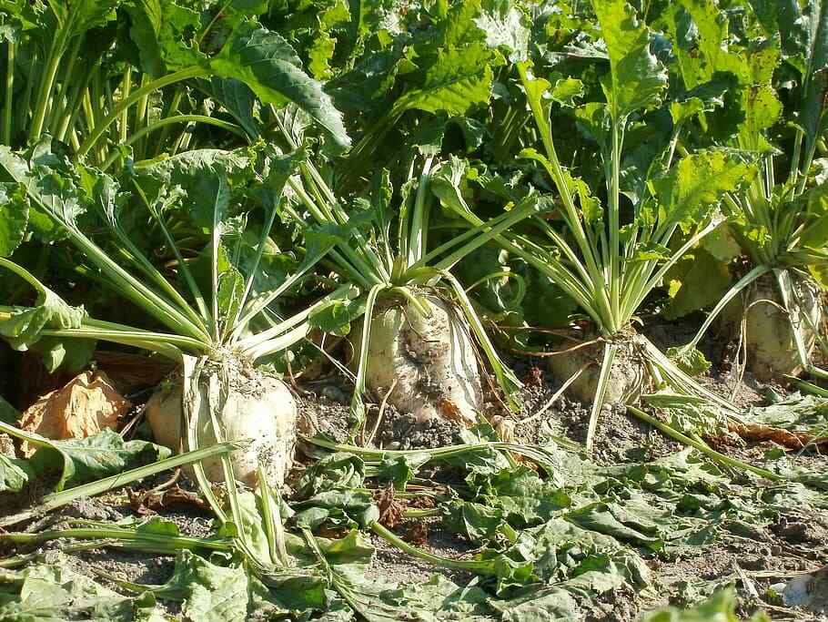 250 Sugar Beet Seeds beta vulgaris