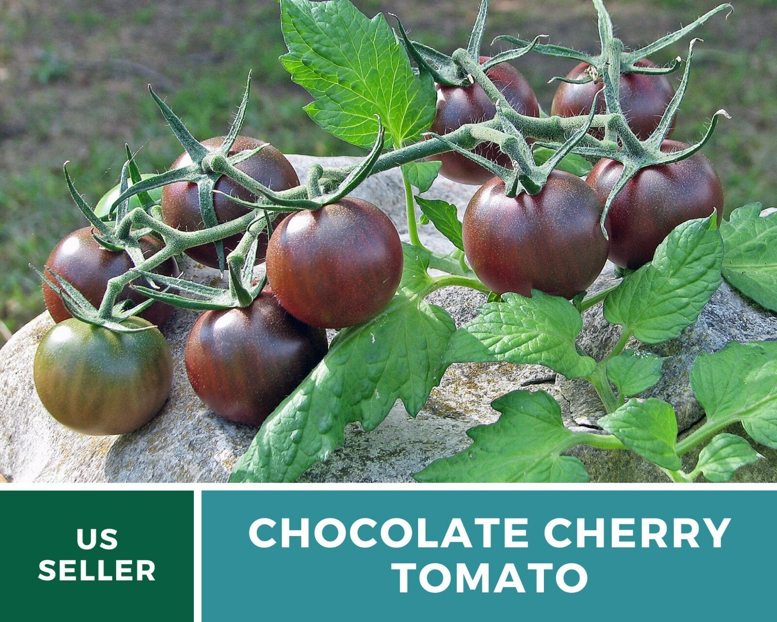 Tomato, Chocolate Cherry – Heirloom Seeds