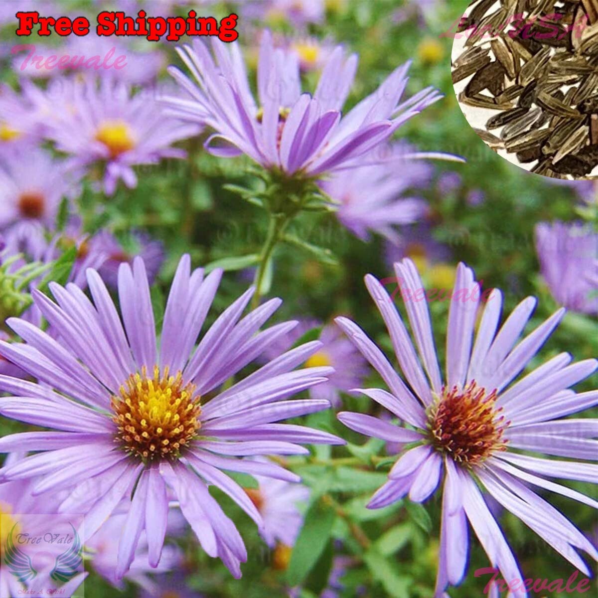 Aromatic Aster Seeds – Fall Aster – Wild Blue Aster | Flower Seeds