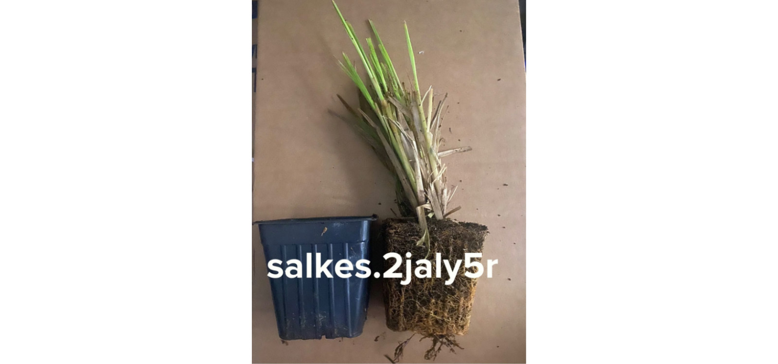 Pink Pampas Grass 2 Pack 10″ Tall Perennial Accent Plant in 1 Qt Pot