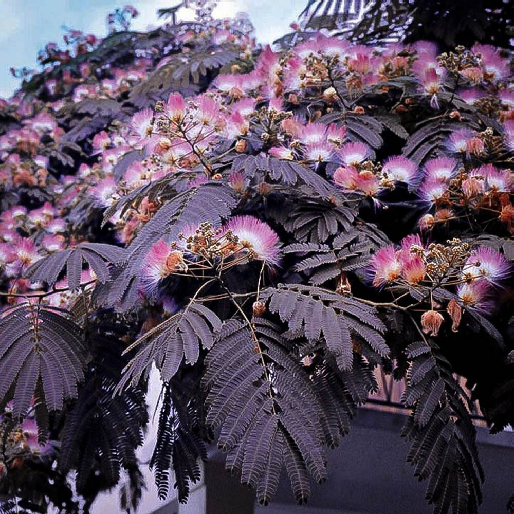 20 “COLD STARIFIED” Chocolate Mimosa Tree Seeds Silk Tree Albizia julibrissin