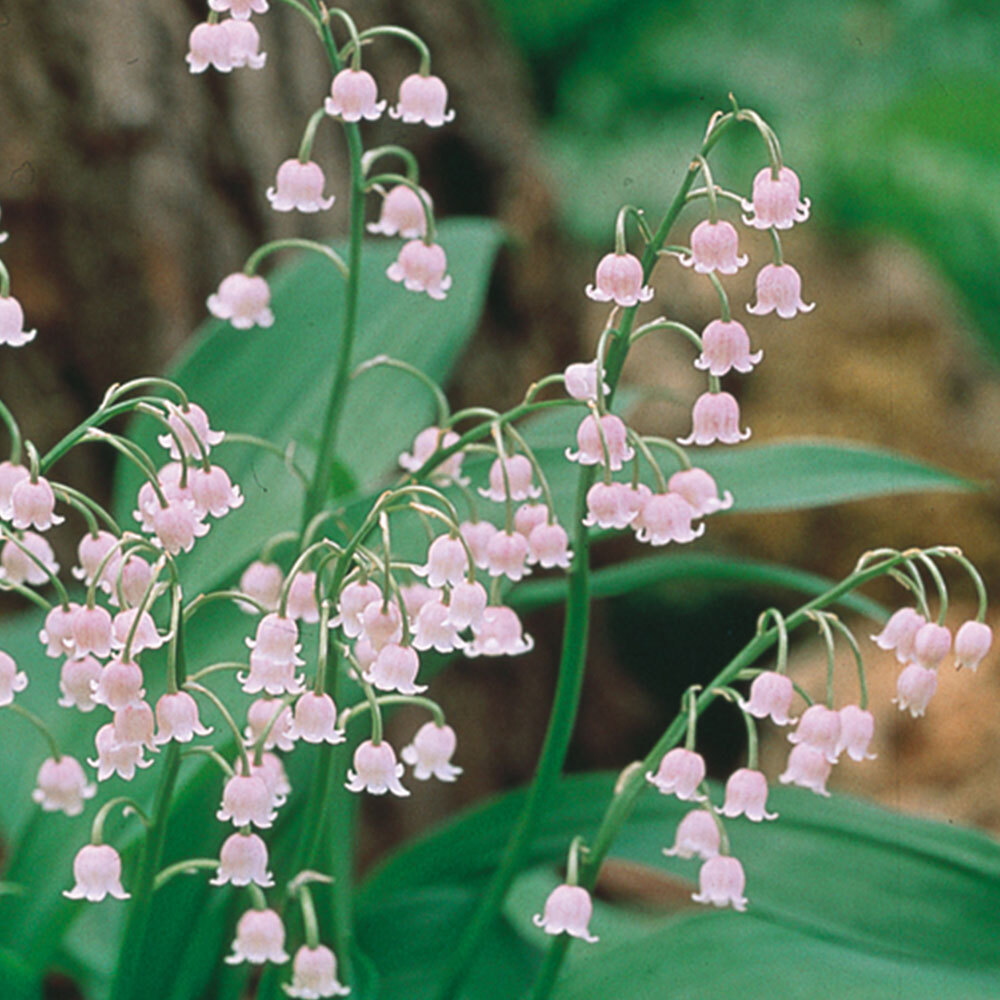 PINK LILY OF THE VALLEY~CONVALLARIA ‘ROSEA’~LIVE PLANTS~PIPS~FRAGRANT FLOWERS!!!