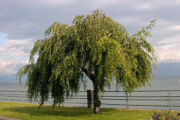 Weeping White Birch, (Silver Birch), Betula pendula alba, (Fast) Tree Seeds