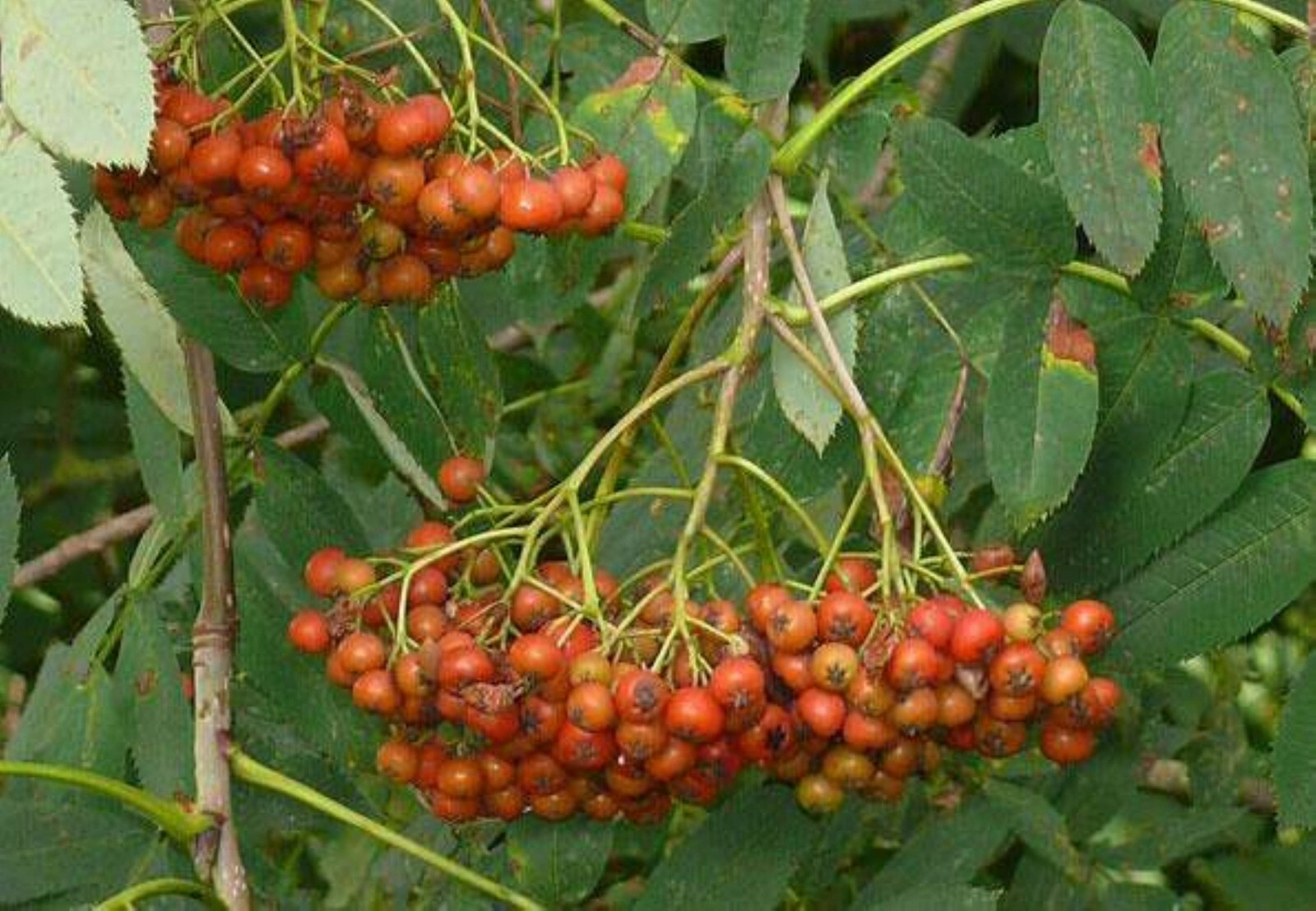 American Mountain Ash (Sorbus americana) 2-3 year old tree/seedling bare root