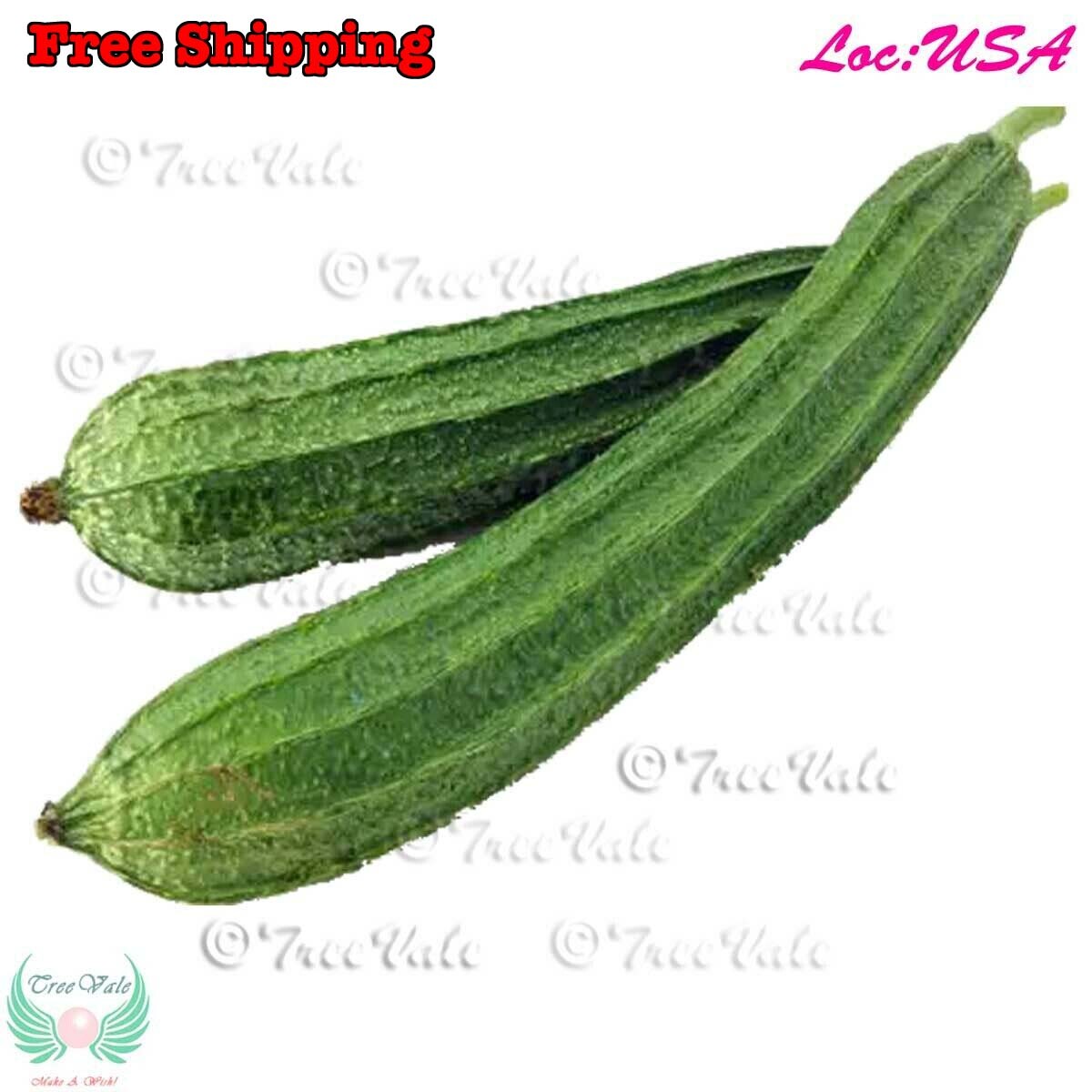 Angled Luffa, Redged Gourds, Sponge Gourds, Chinese Okra, Luffa Acutangula SEEDS