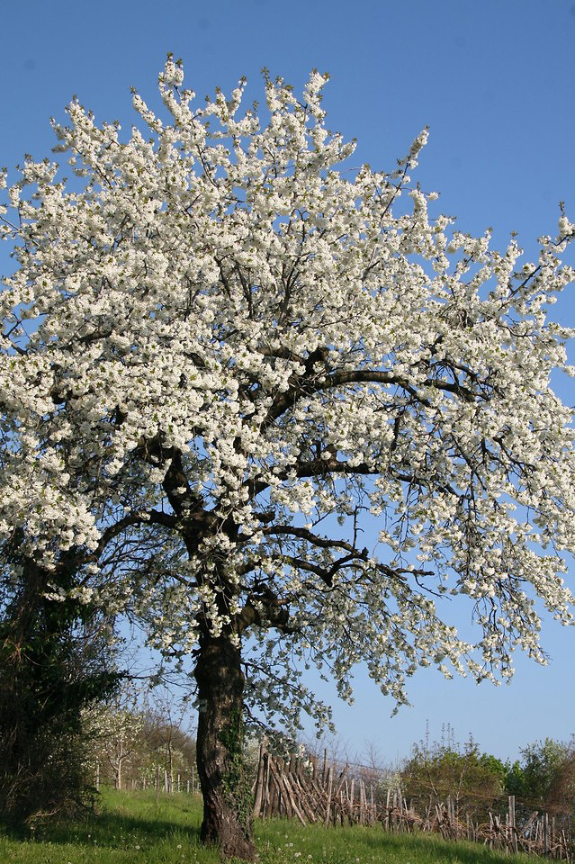 European Sweet Cherry Tree | Premium Seeds | Prunus avium ‘Fall’ | Plants’®