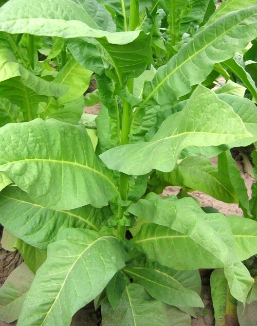 1000 Havaña Z299 Tobacco Seeds ~ Heirloom Non-GMO Nicotiana Tabacum Fast Growing