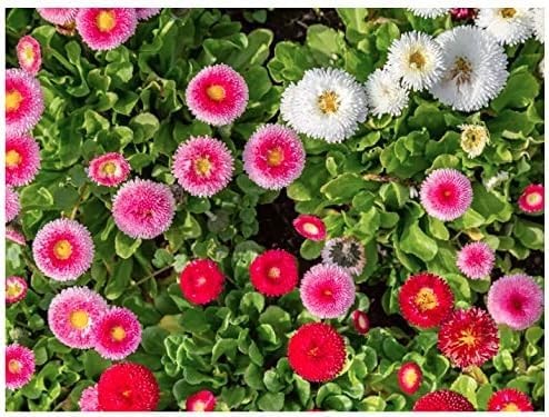 Pink English Daisy, Lawns and Borders – 1000 Seeds – Bellis Perennis