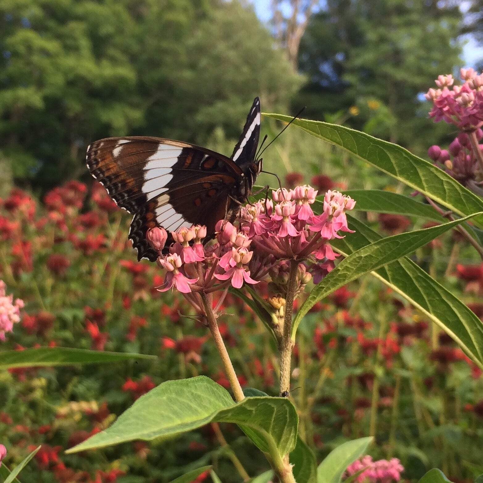 Rose Milkweed Seeds (Asclepias incarnata) ~Native Wildflower Pollinator Garden