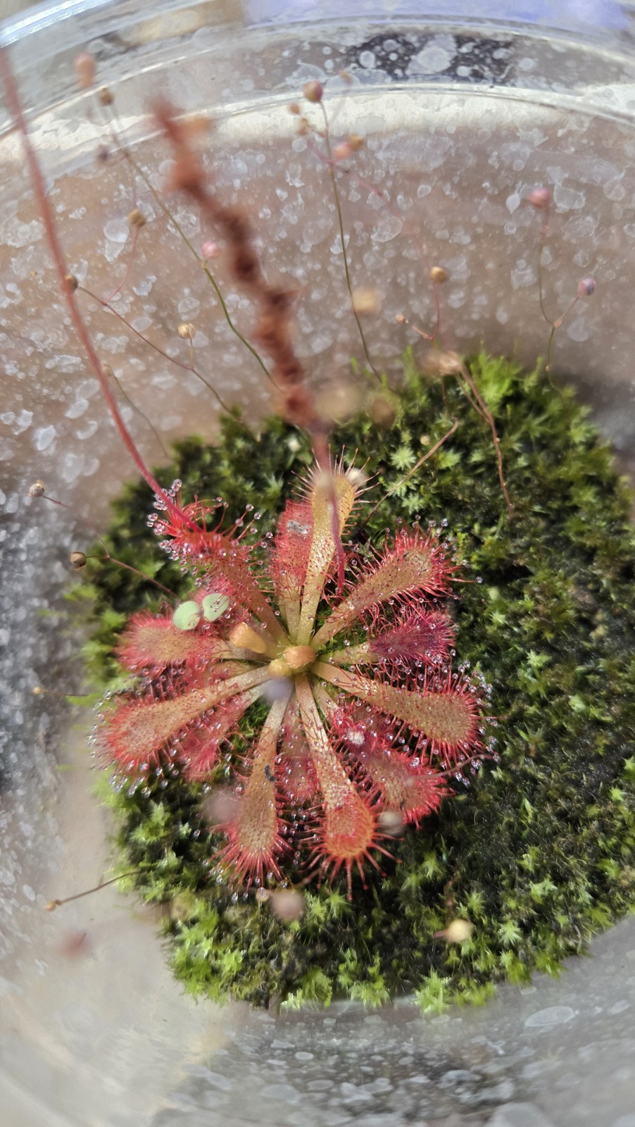 CARNIVOROUS PLANT 4 PACK- LIVE-USCI (Sundews And Bladderwort)