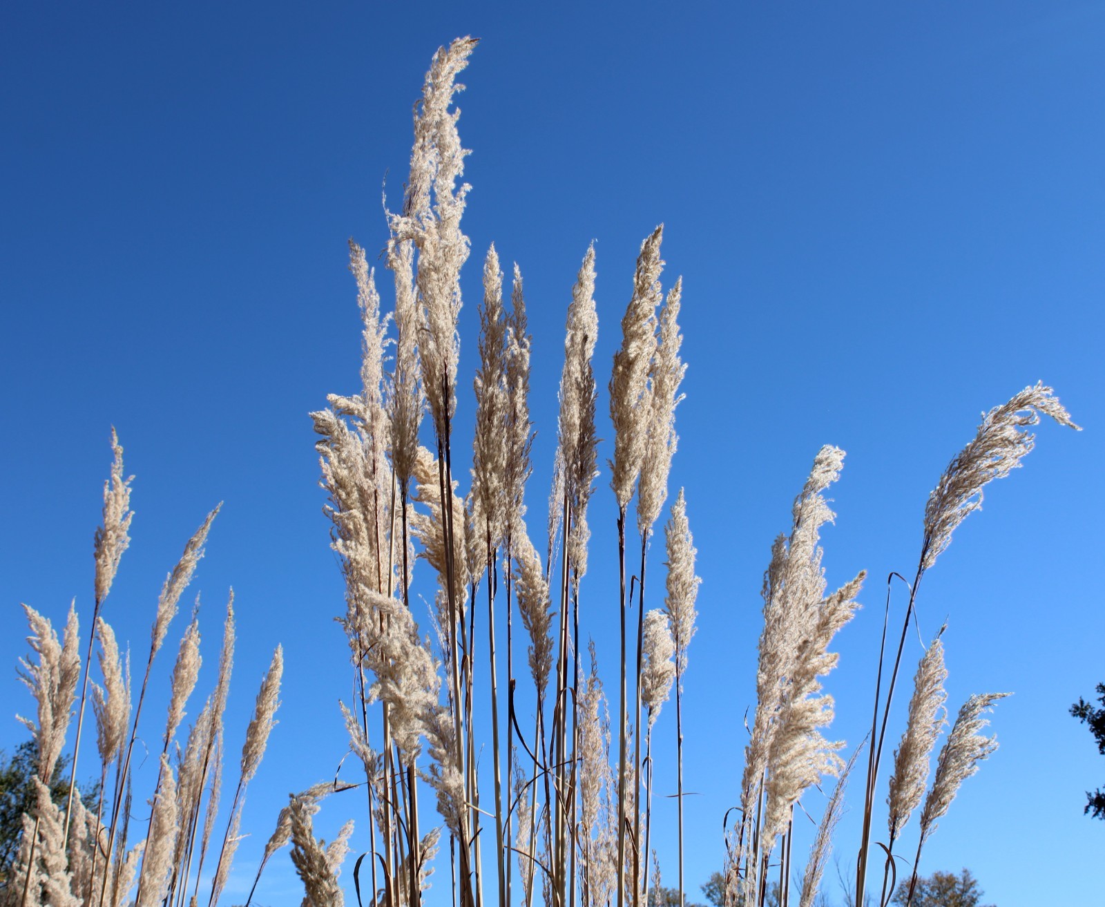 1000+ Ornamental Pampas Grass Seeds Perennial Drought Hardy Fast Growers 10 Feet