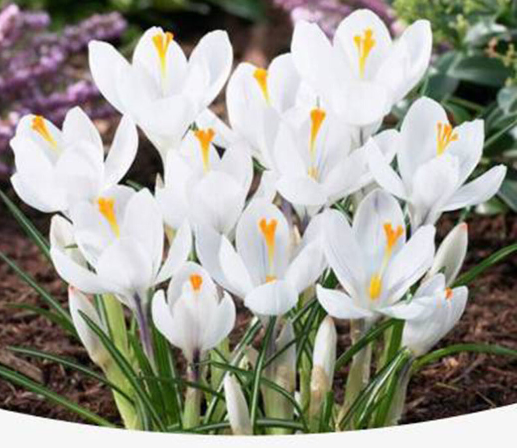 25pc CROCUS SAFFRON SEEDS Garden Plant Flower exotic USA seller FREE shipping