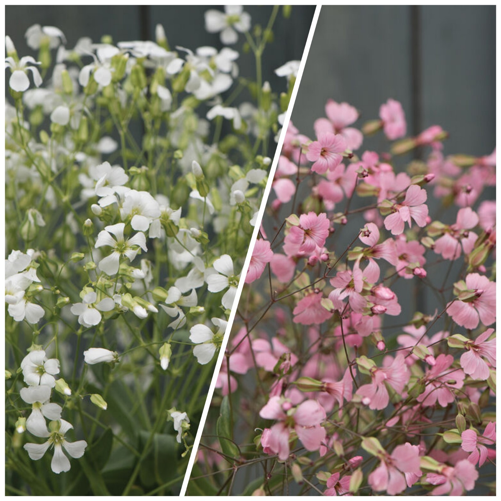 40 Saponaria Beauty Mix seeds
