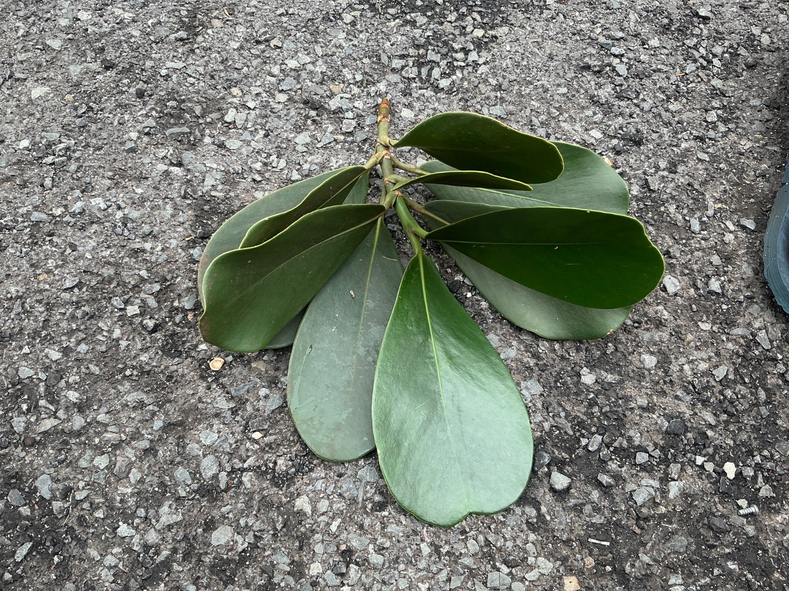 ***1 cutting***10- 12 inches***CLUSIA ROSEA***autogragh tree***