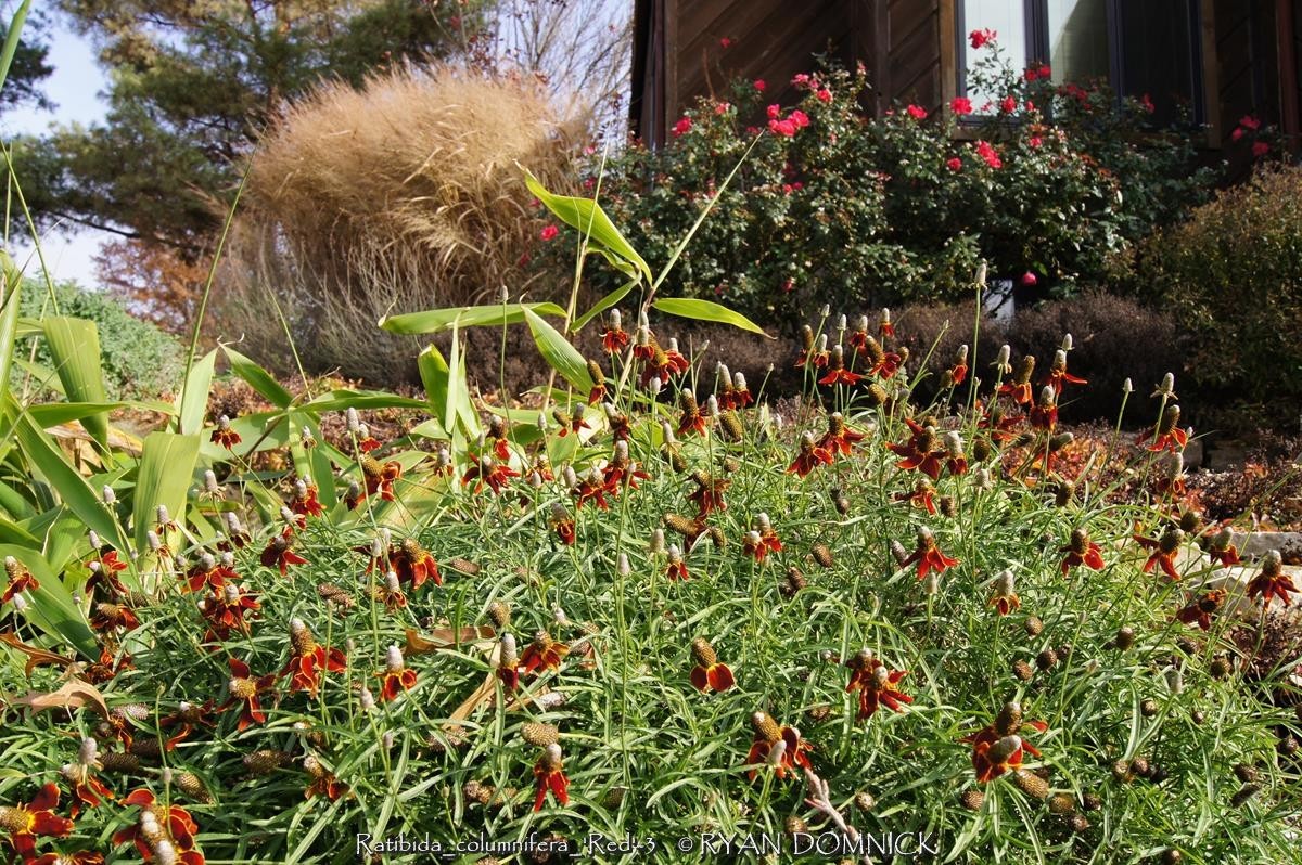 BULK SEEDS!…Ratibida columnifera.Mexican hat/Upright Prairie Cone.QTY/bag=1000