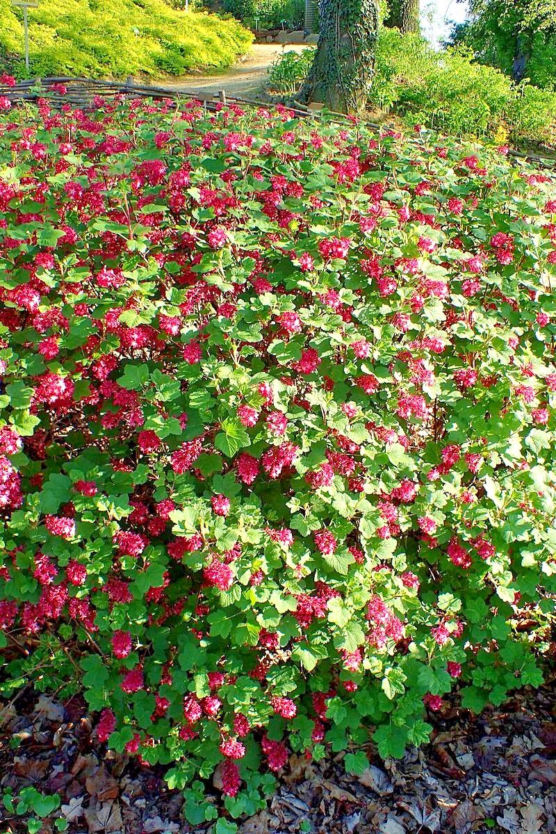 red flowering currant 500 seeds, tasty edible berries ribes sanguineum