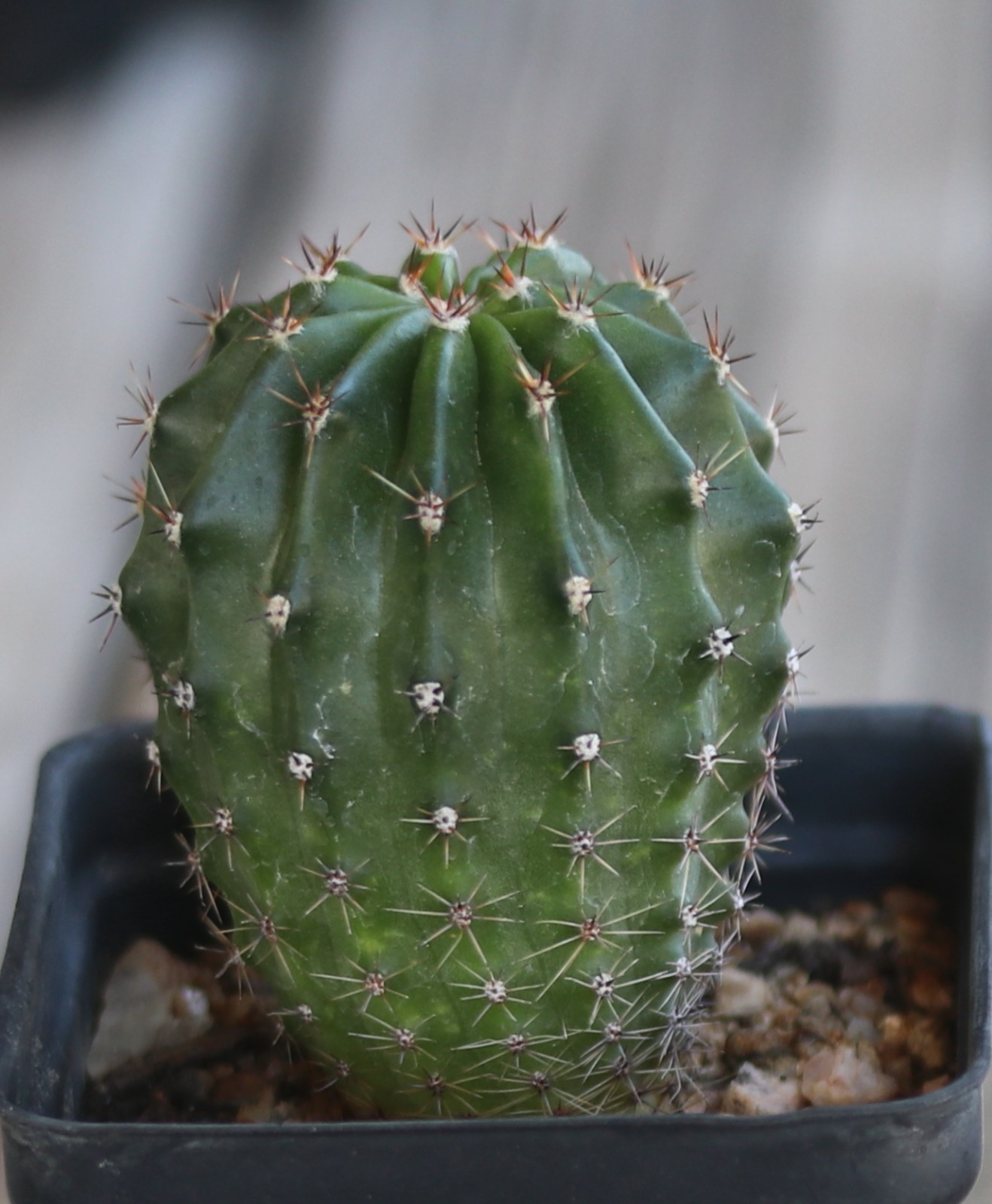Echinopsis hybrid ‘Champagne’