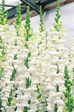 Snapdragon Maryland GF1-2 White 500 seeds