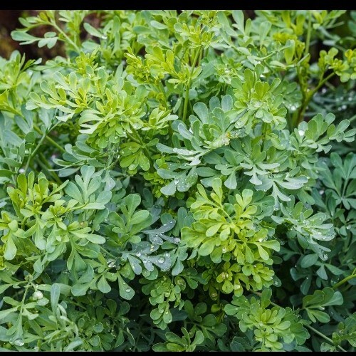50 Common Rue (Medicinal Herb) Seeds .(Garden Rue/ Herb of Grace/Ruta graveolens
