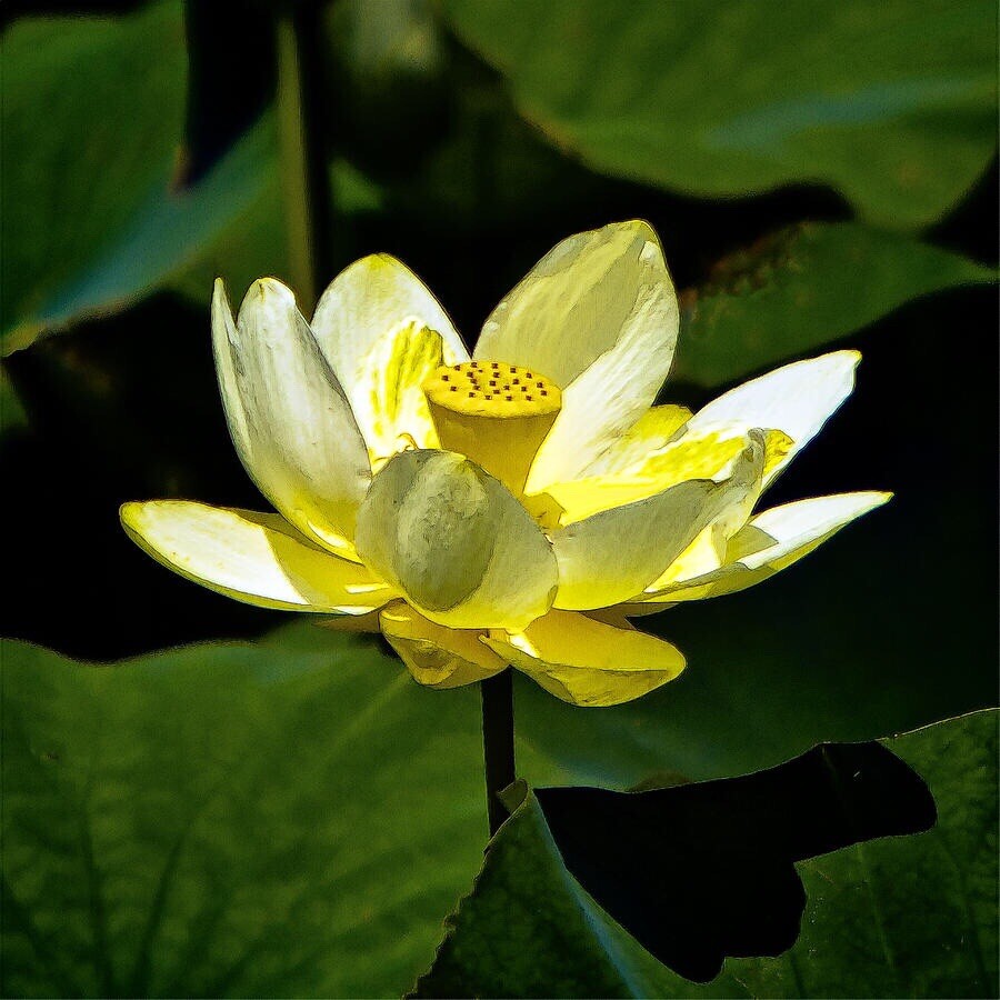10 Yellow American Lotus Seeds Nelumbo Lutea Cold Hardy Zones 4-11