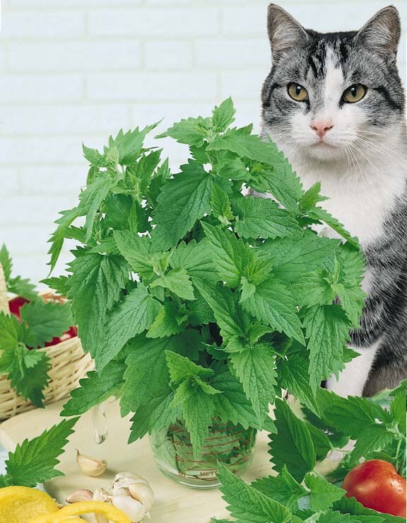 250+ Catnip Seed, Heirloom NON-GMO Fresh Seeds for Your Garden and Fur Babies
