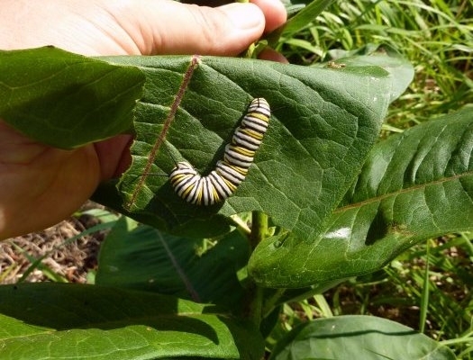 Common Milkweed Seeds 4 oz 1/4 pound Asclepias syriaca native wildflower monarch
