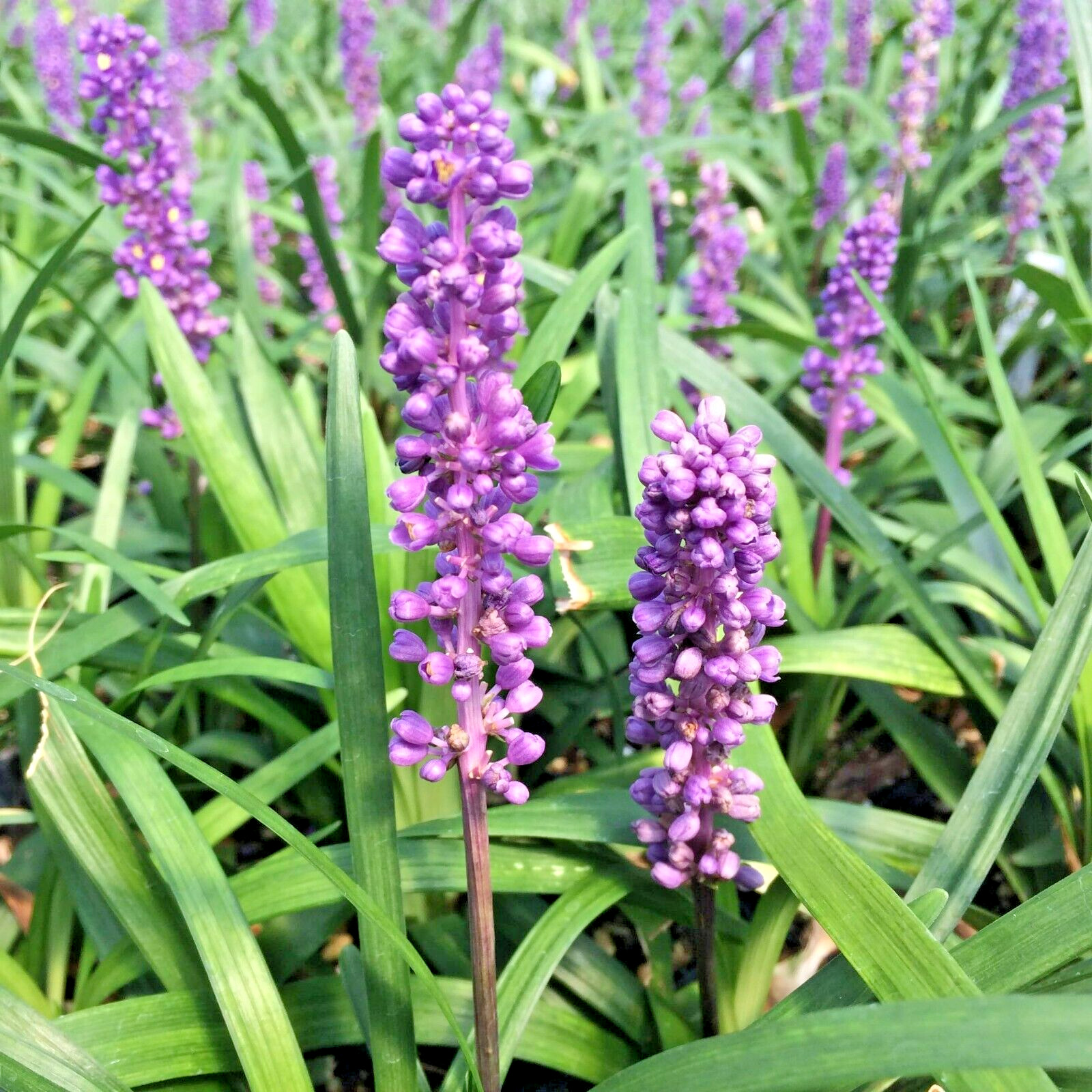 20 BLUE LILYTURF SEEDS – Liriope muscari