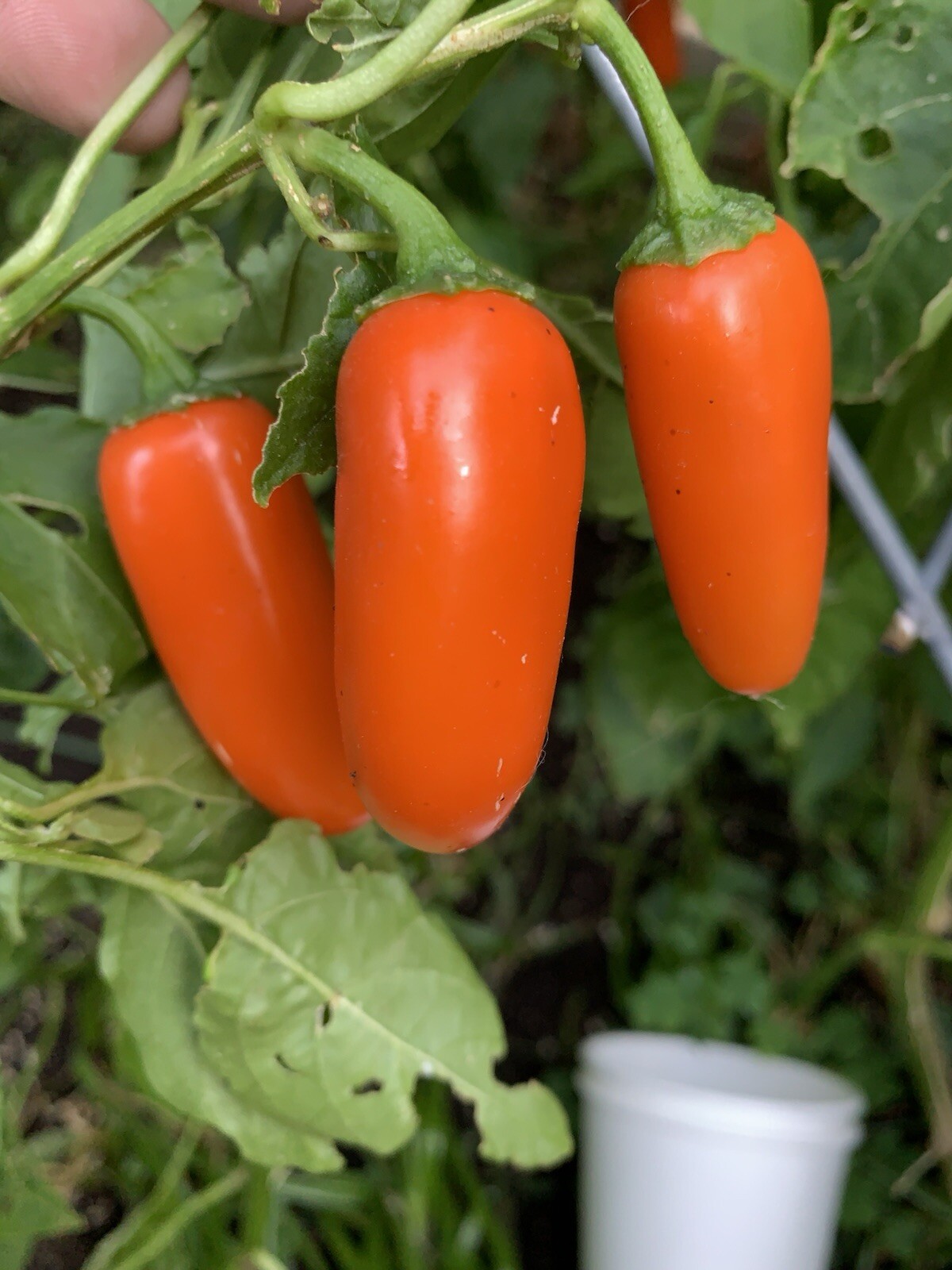 100+ JALAPEÑO PEPPER SEED COMBO PACK PURPLE/ORANGE SPICE/WHITE/TOPS 🥵🥵