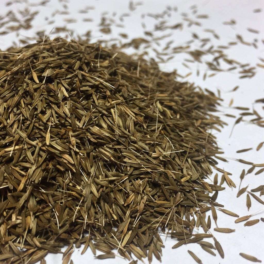Dandelion Seeds (Taraxacum officinale) ~Traditional Herb Pollinator Garden