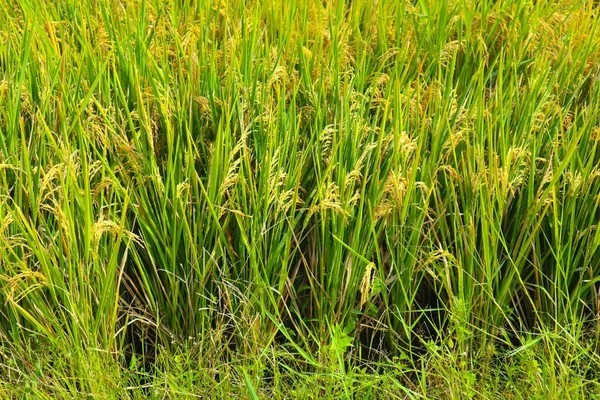 Rice Seeds for Planting Waterfowl Food Plots, 5 lb.
