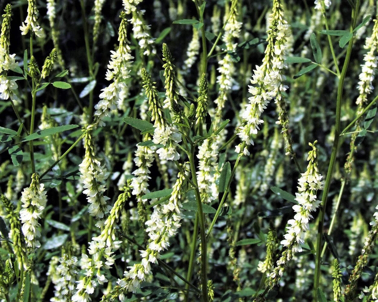 1500 WHITE Blossom SWEET CLOVER Melilotus Alba Albus Honey Clover Flower Seeds