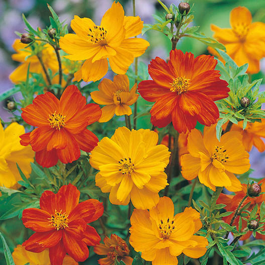 Cosmos POLIDOR Mix Citrus Shades Mother Nature’s Seeds Non-GMO 100 Seeds