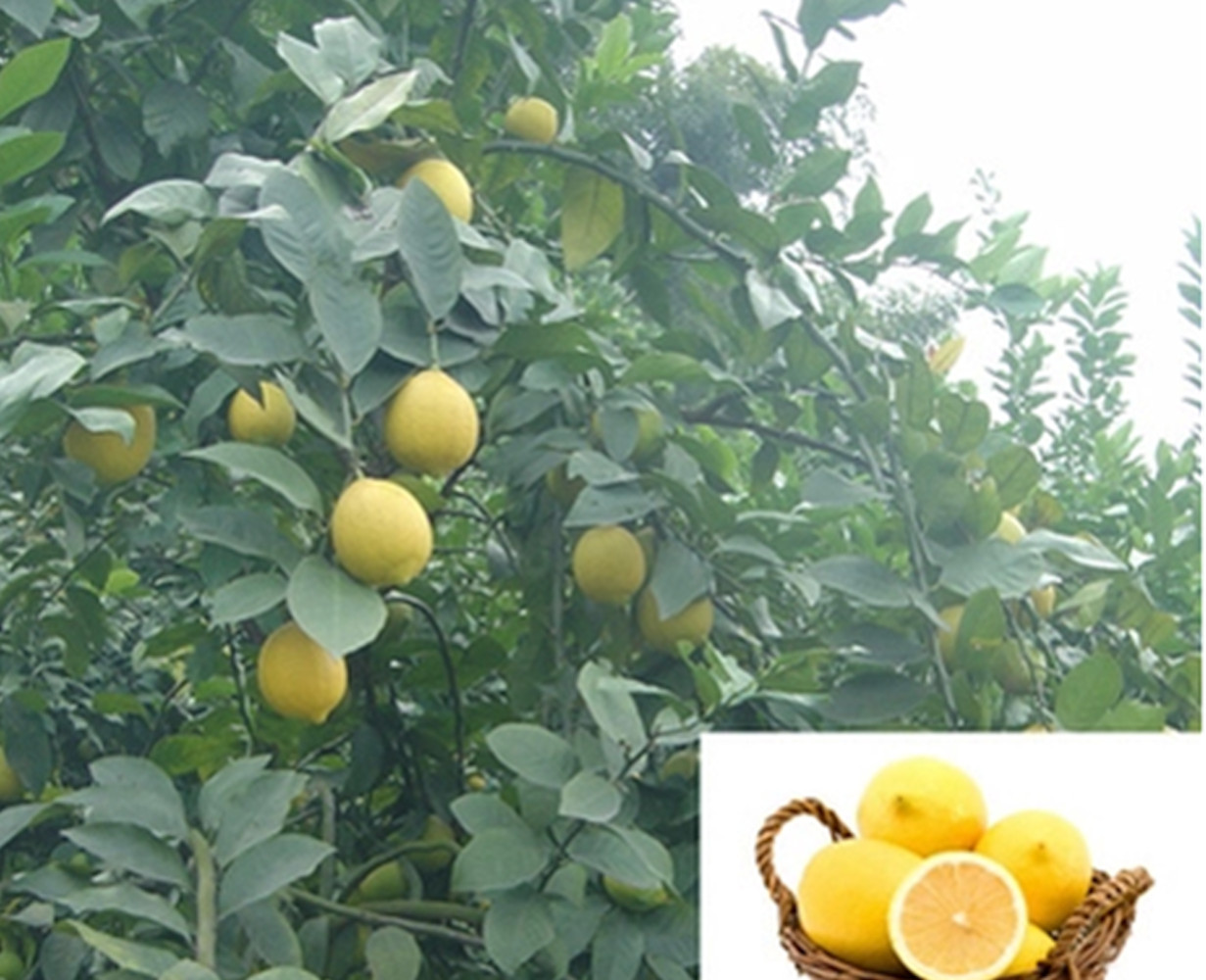 (10) LEMON/LIME SEEDS perennial garden bed citrus bush plant USA SELLER W/TRACK