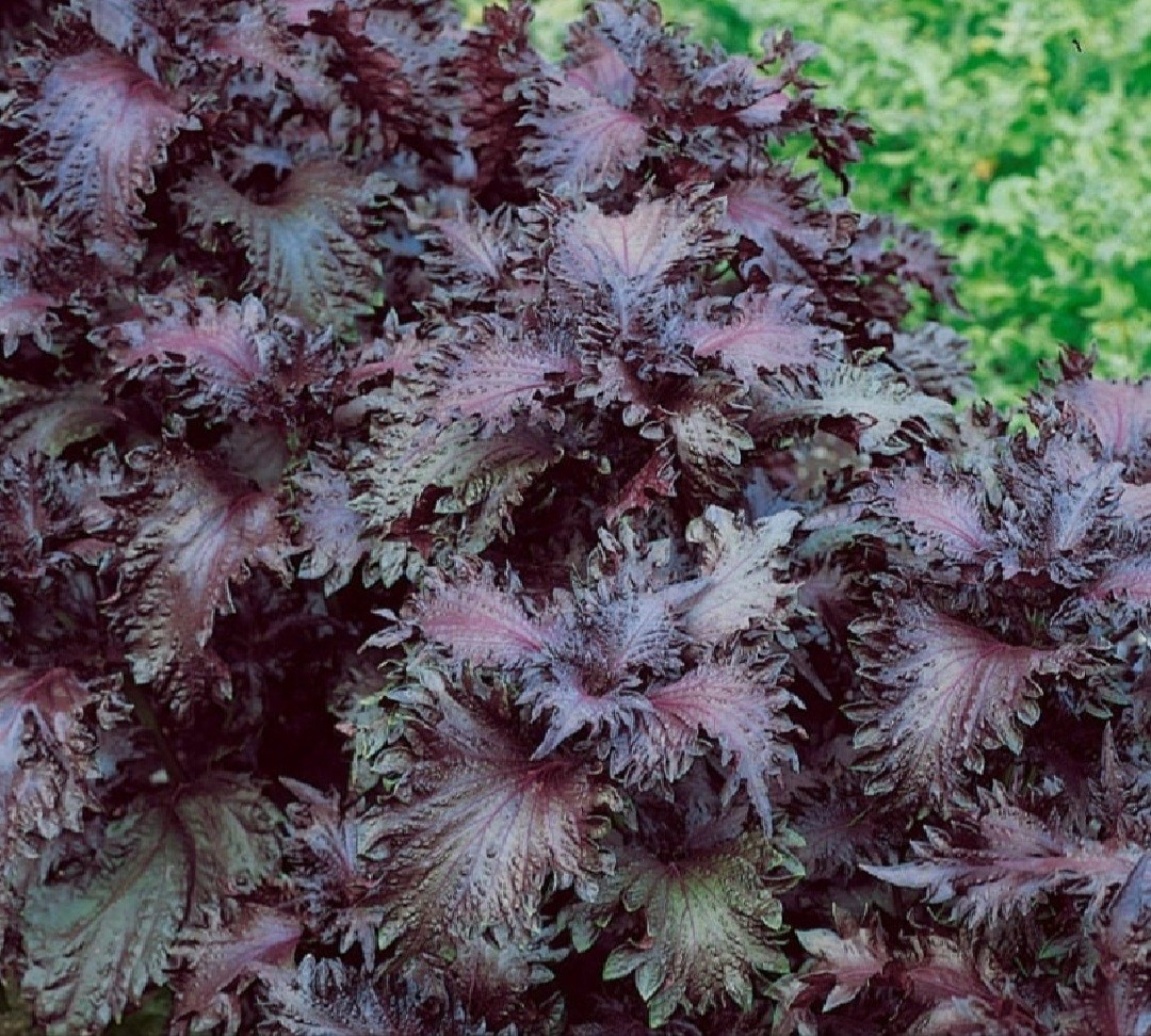 Beefsteak Plant (Perilla Frutescens), SEEDS