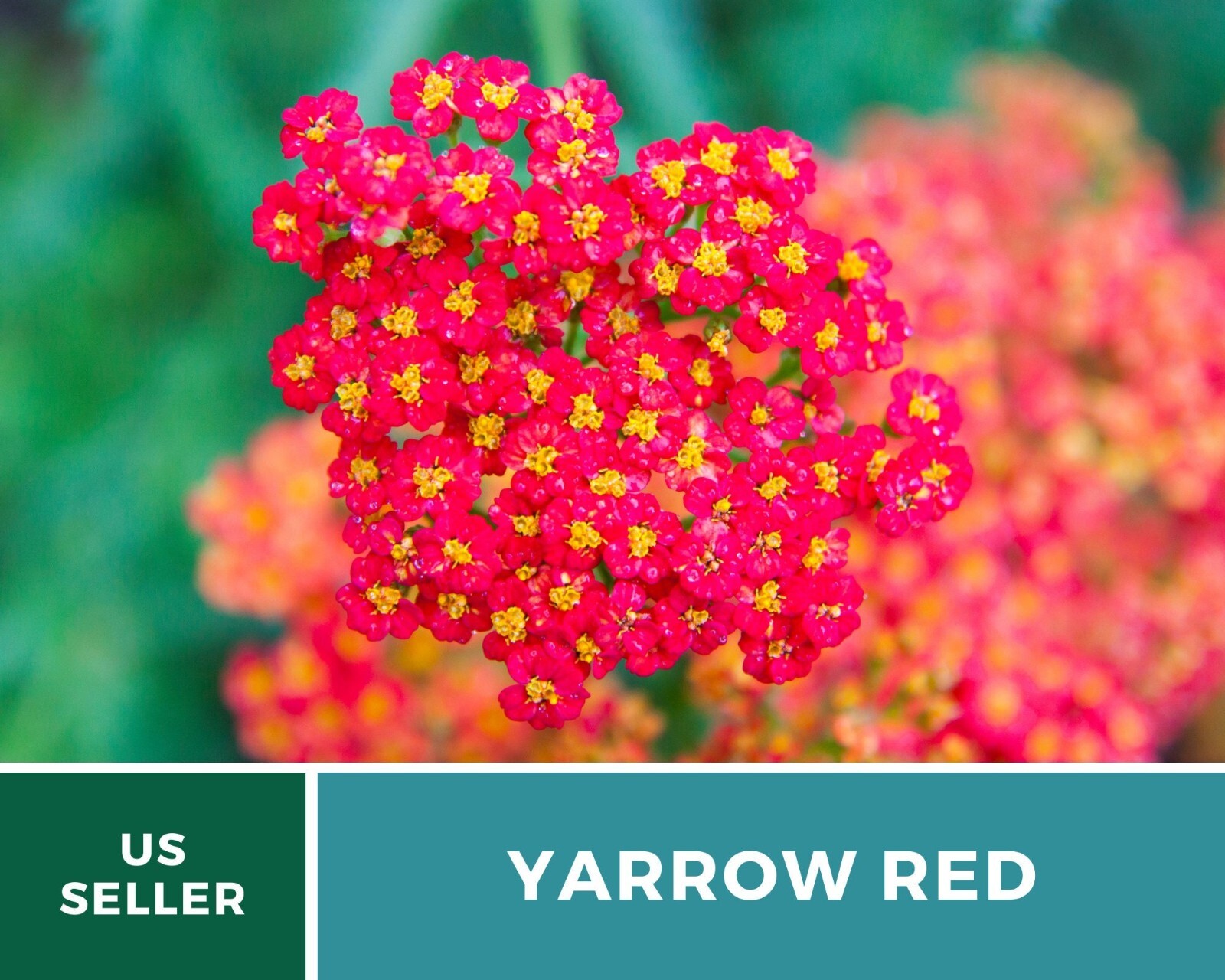 Yarrow, Red – Heirloom Seeds – Medicinal Herb – Pollinator Friendly
