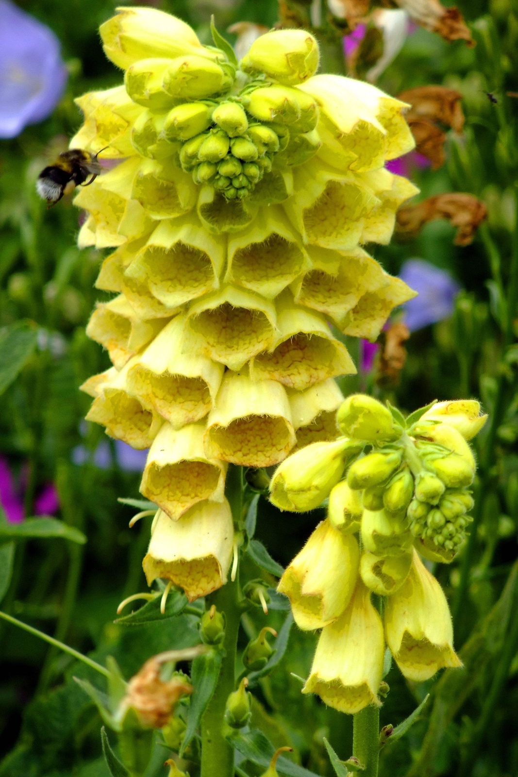100 YELLOW FOXGLOVE Digitalis Grandiflora Sun or Shade Pollinator Flower Seeds