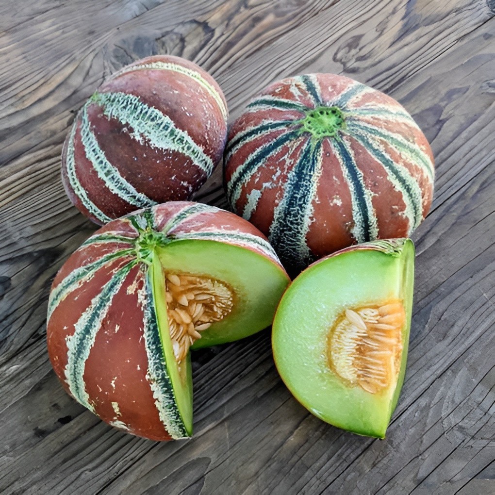 25 Heirloom Kajari Melon Seeds – Exotic Striped Sweet High Yielding Indian Melon