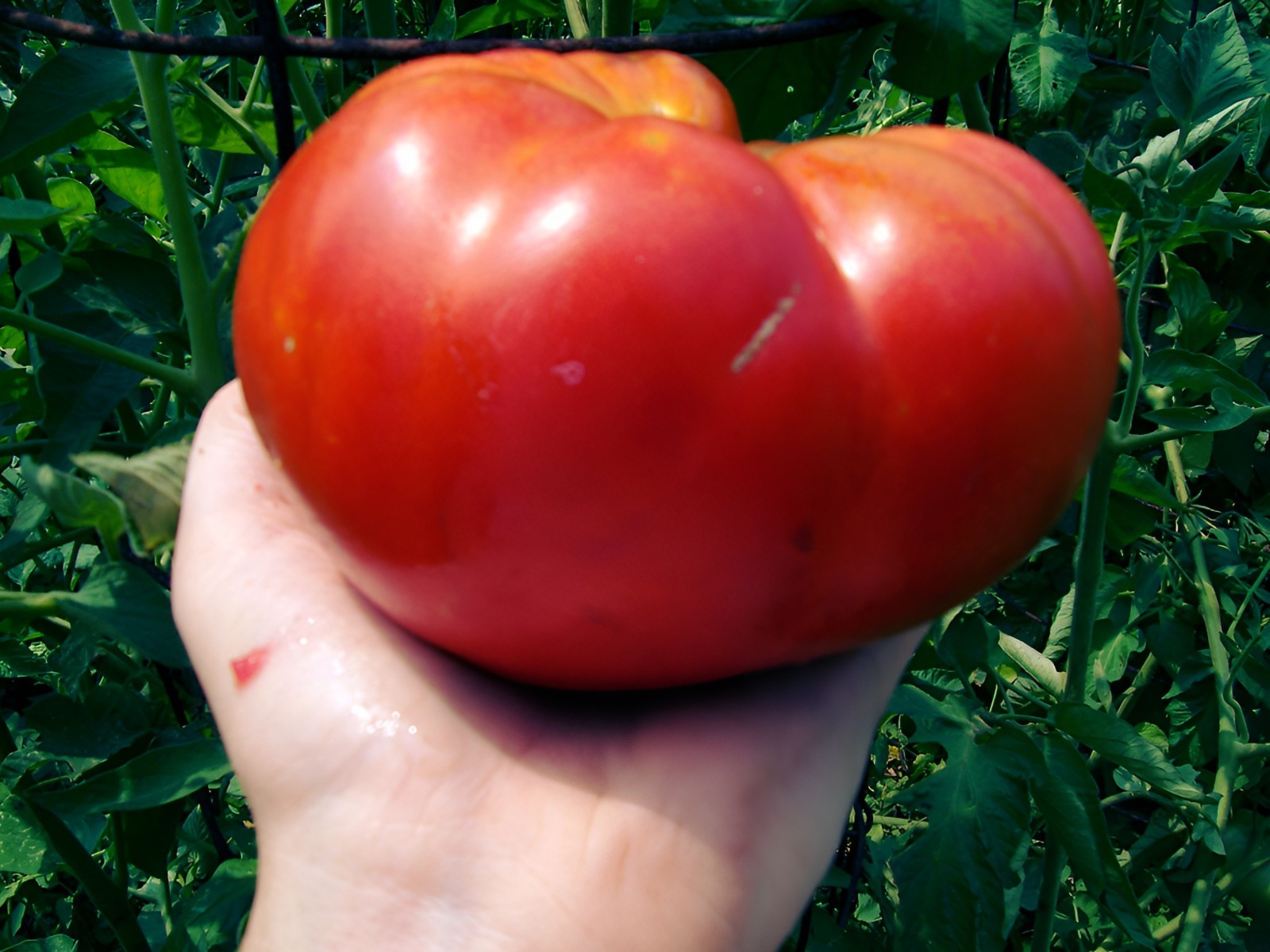 75 Heirloom Mortgage LIfter Tomato Seeds – Huge 4LB Tomato!!
