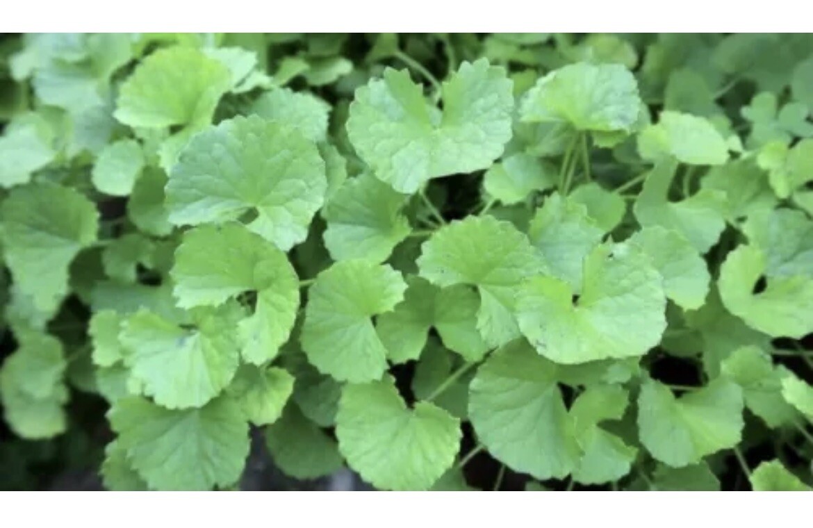 Centella Asiatica Big Leaf Seed Gotu Kola Indian Pennywort Rau Má Freeship Track