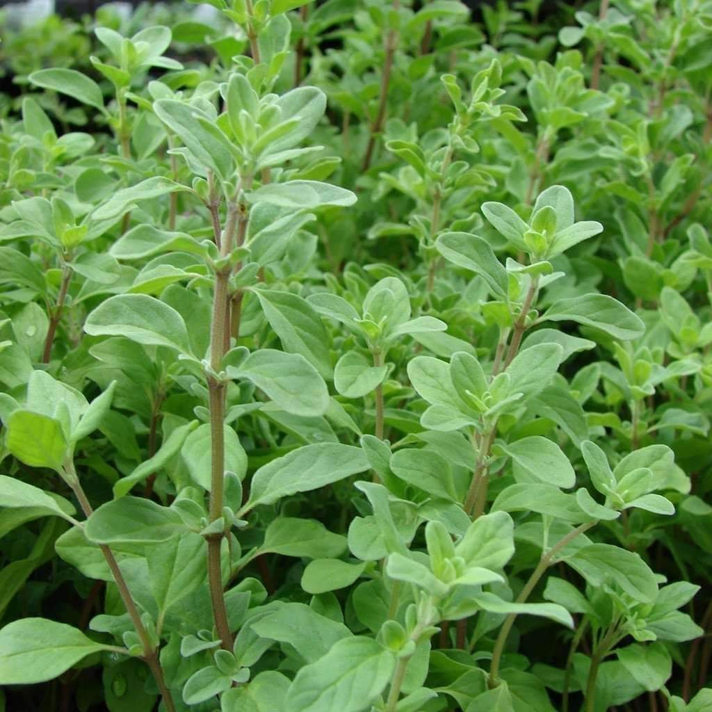 Sweet Marjoram Herb Seeds, Knotted Marjoram, Majorana, NON-GMO, FREE SHIPPING