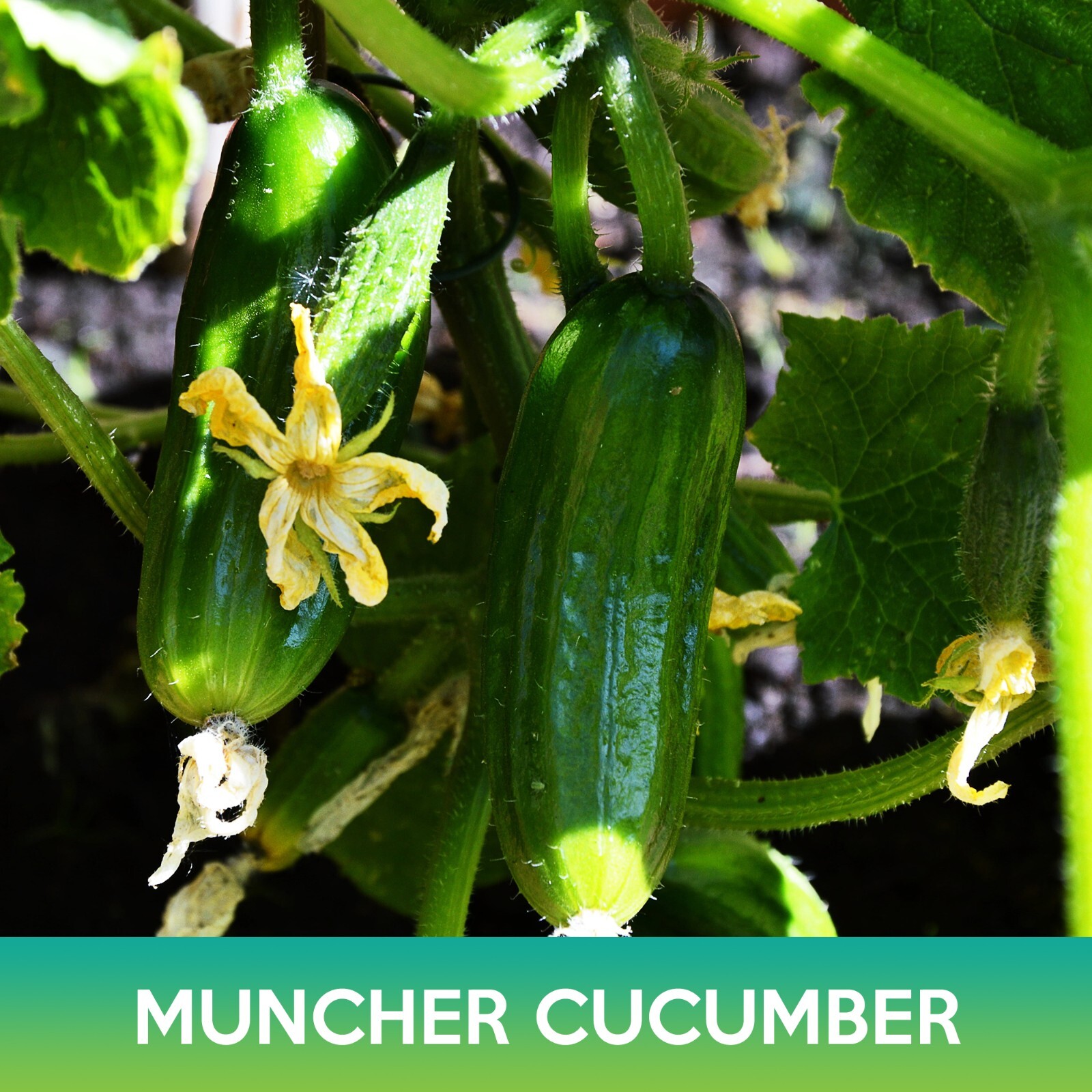 Muncher Cucumber Seeds