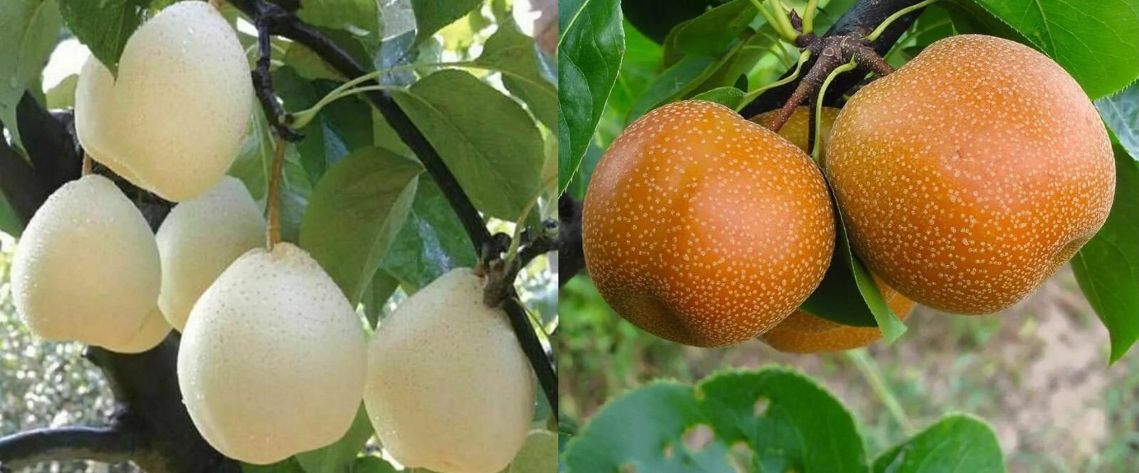 Sand Pear Seeds Asian White Korean Pyrus Pyrifolia Native Fruit Tree Edible