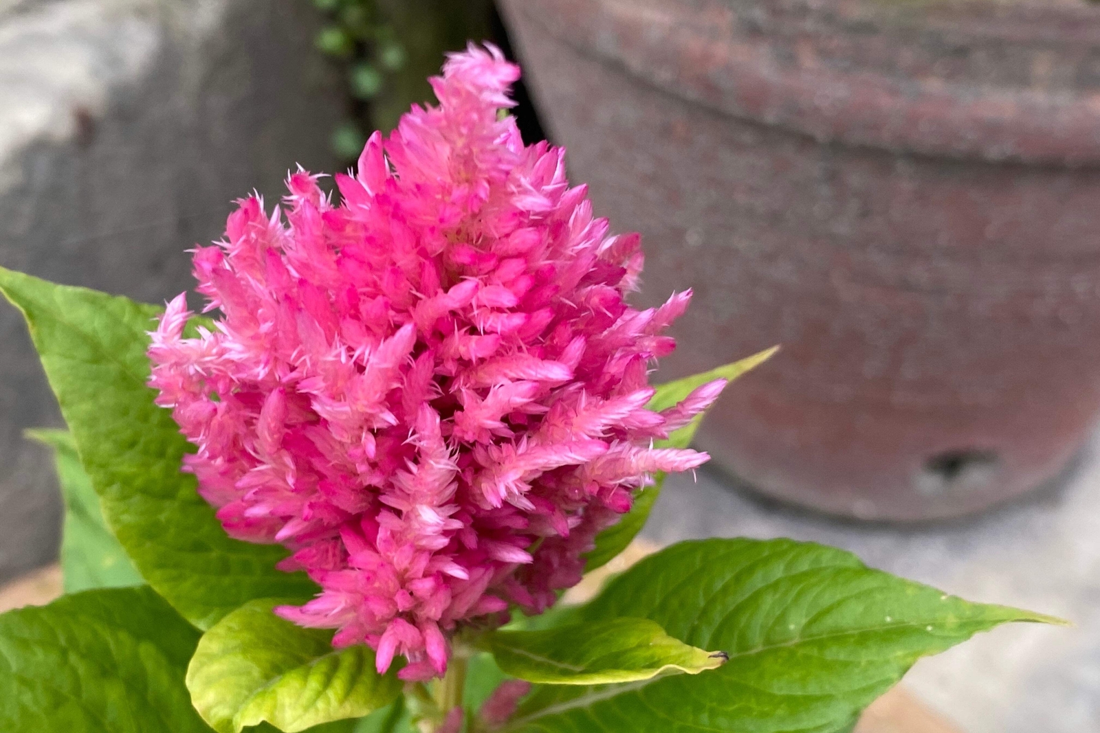 150 Mixed PAMPAS PLUMES COCKSCOMB Celosia Plumosa Flower Seeds
