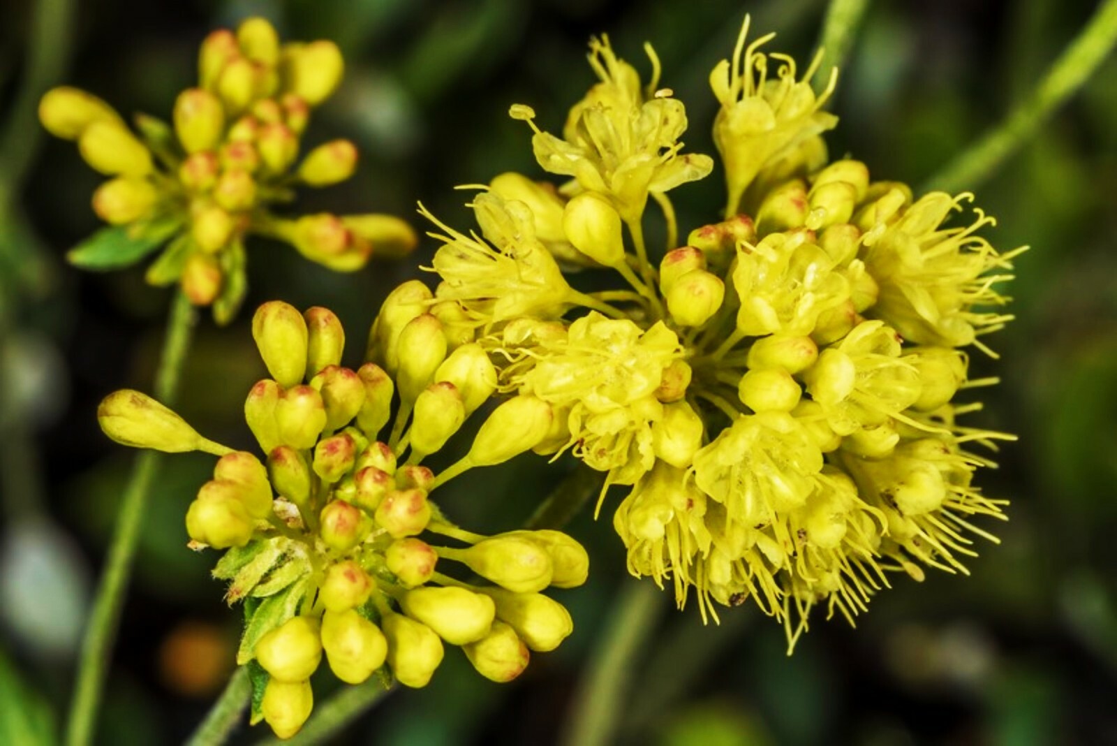 Sulphurflower BUCKWHEAT Flower Eriogonum umbellatum beautiful flower Yellow