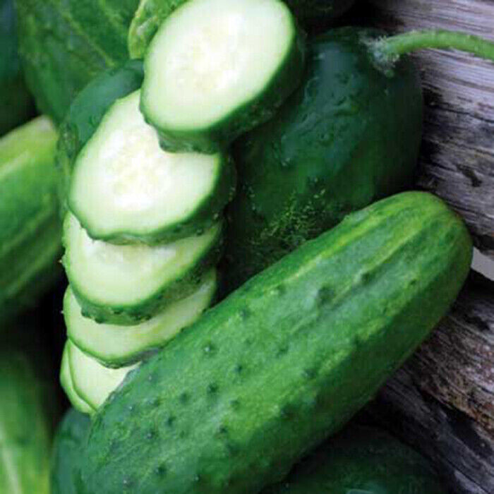 SCARBOROUGH SEEDS Boston Pickling Cucumber 50 Seeds | Non-GMO | Heirloom | USA