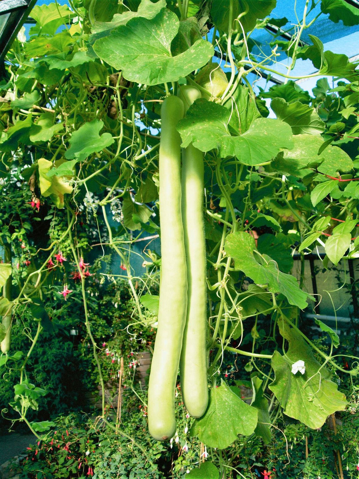 Cucuzza Squash Seeds | Cucuzzi Snake Gourd Tromboncino Opo Long Bottle Seed 2024