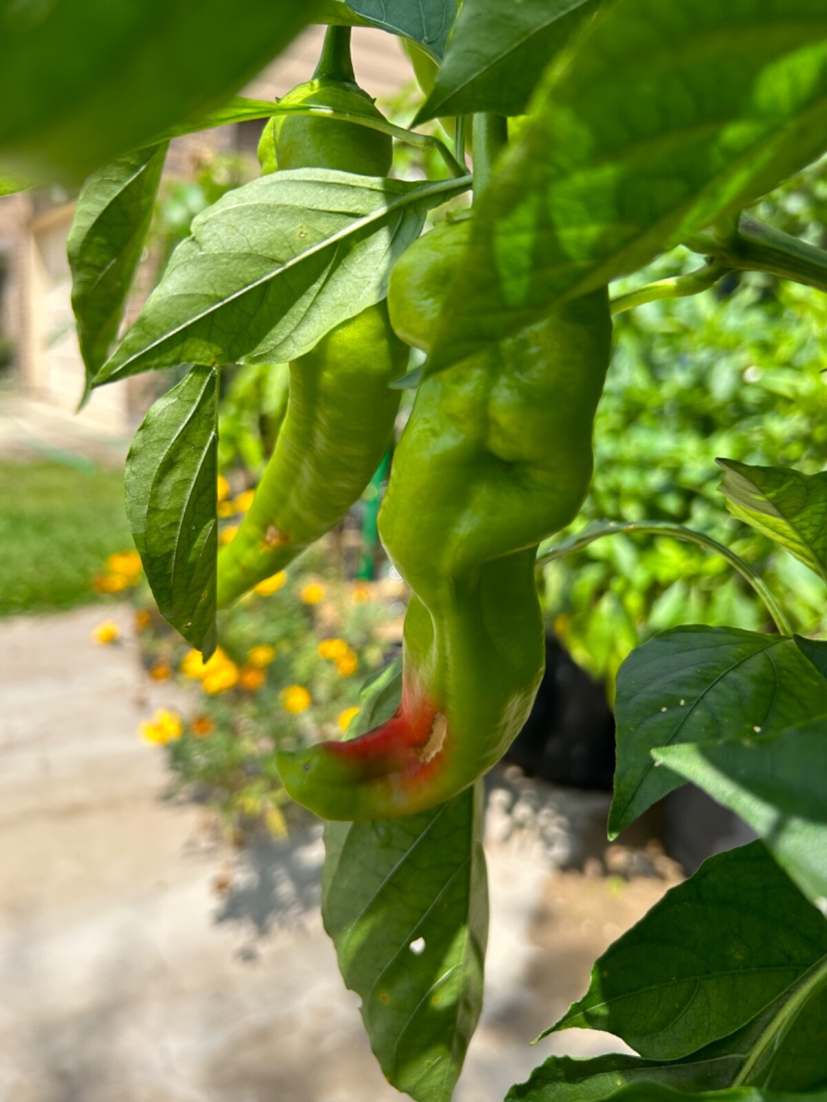 40+ Rare Red Authentic Penis Peter Pepper Seeds. Hot Heirloom Non Gmo